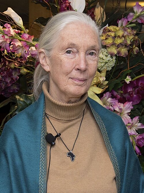 Zdjęcie: Jane Goodall
