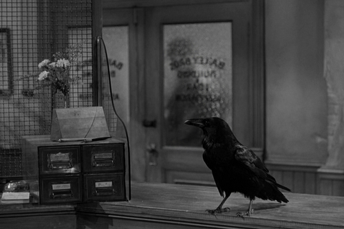 Zdjęcie: Jimmy the Crow